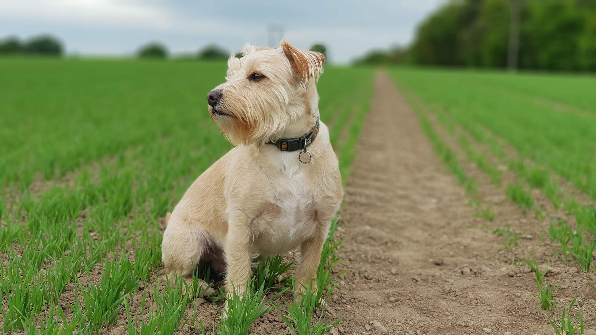 Paws Right There Dog Lovers! Check These 5 Perfect Days Out For Canine Companions