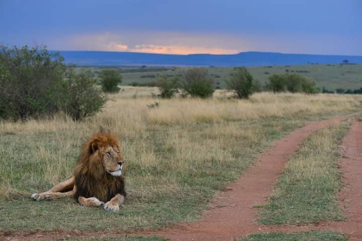 7 day Tanzanian Safari adventure