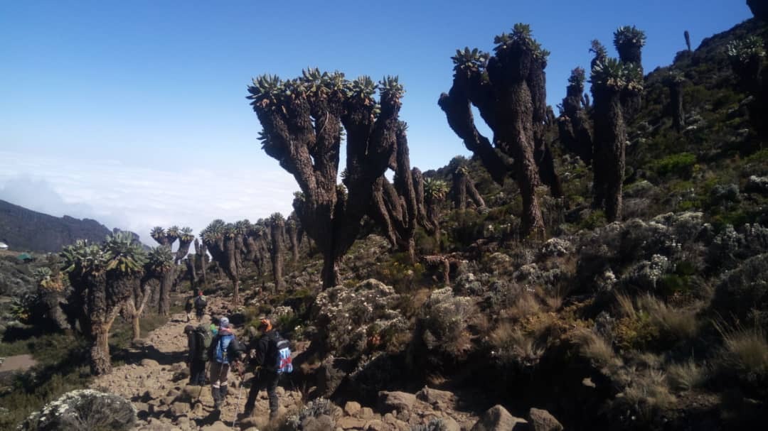 Kilimanjaro climb, Safari & Zanzibar - Kilimanjaro climb