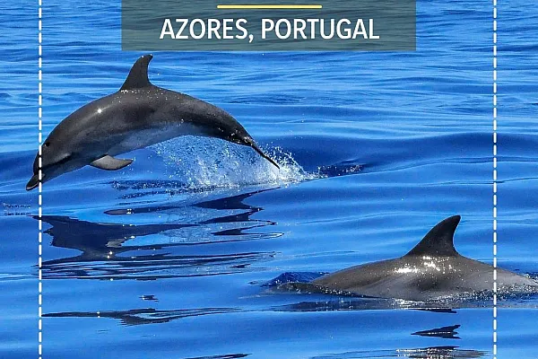 7 Nights Swimming With Dolphins In Azores