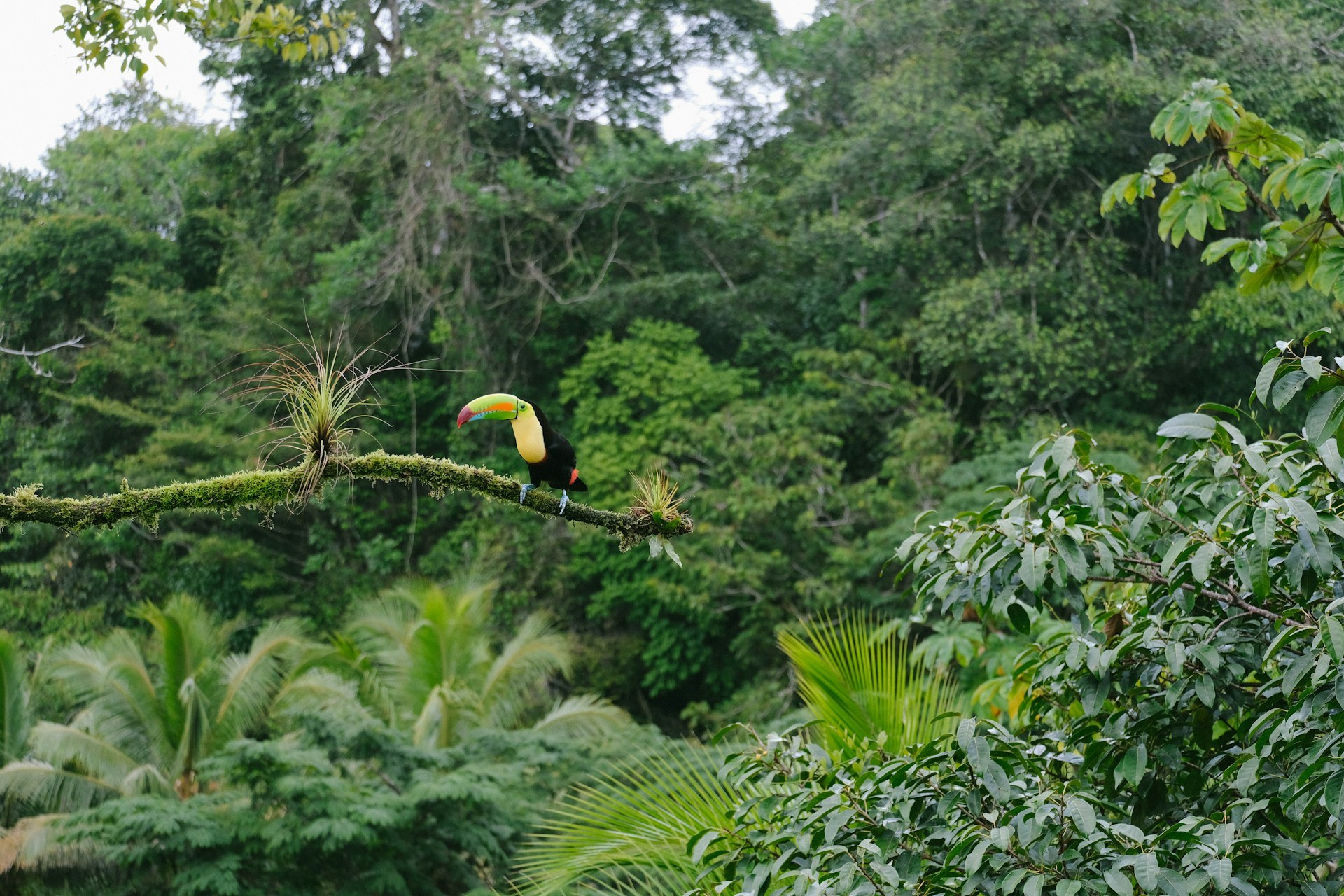 Latin America just created its second-largest nature reserve – and it’s bigger than some countries!