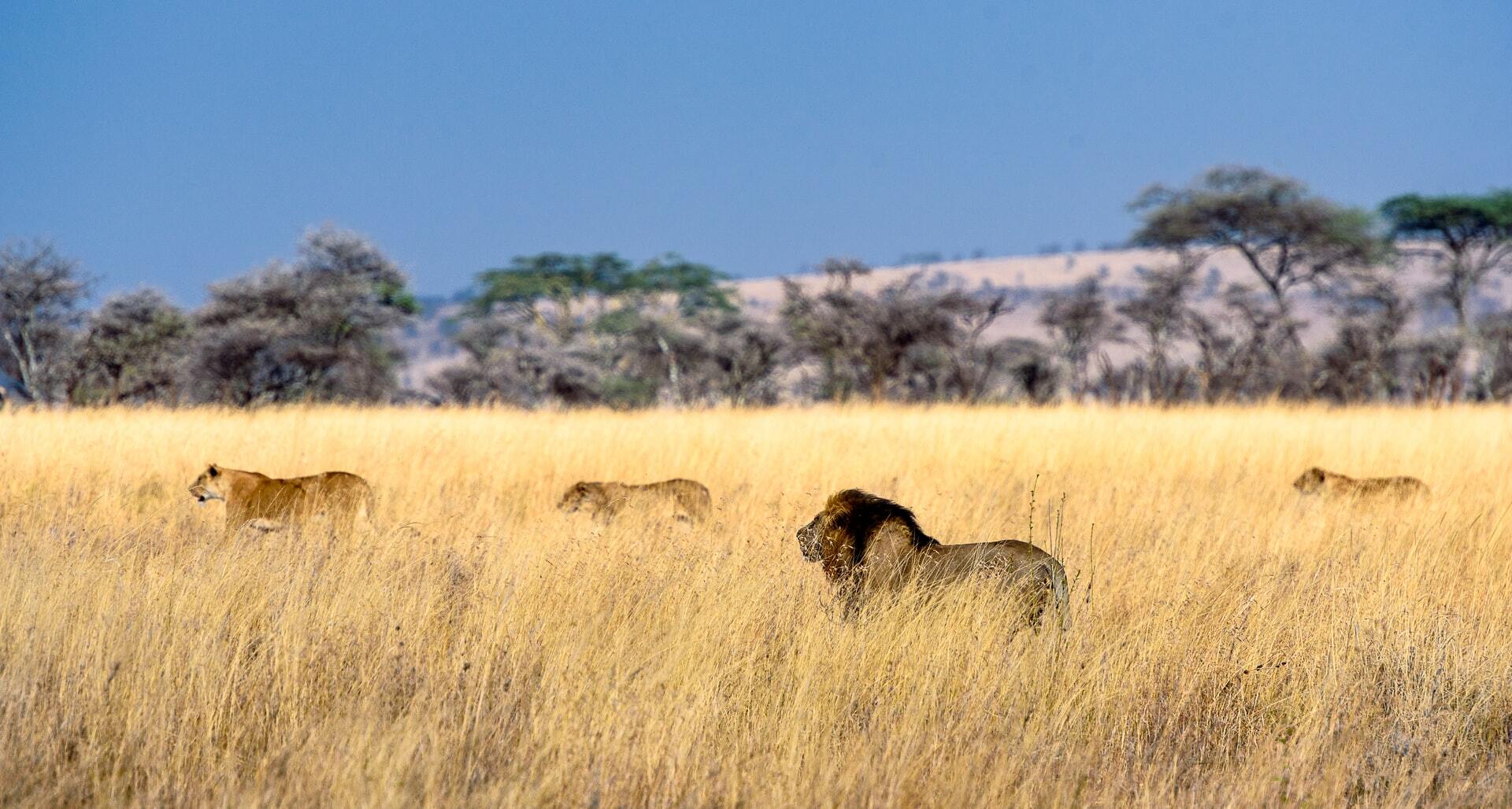 Top 10 Places To Go On Safari