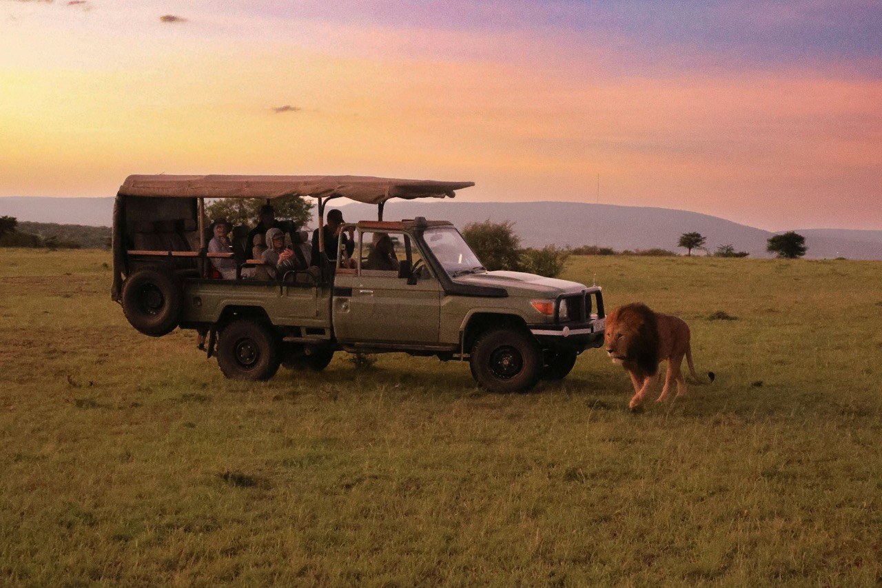 Lion pride in Serengeti National Park during Tanzania Safari